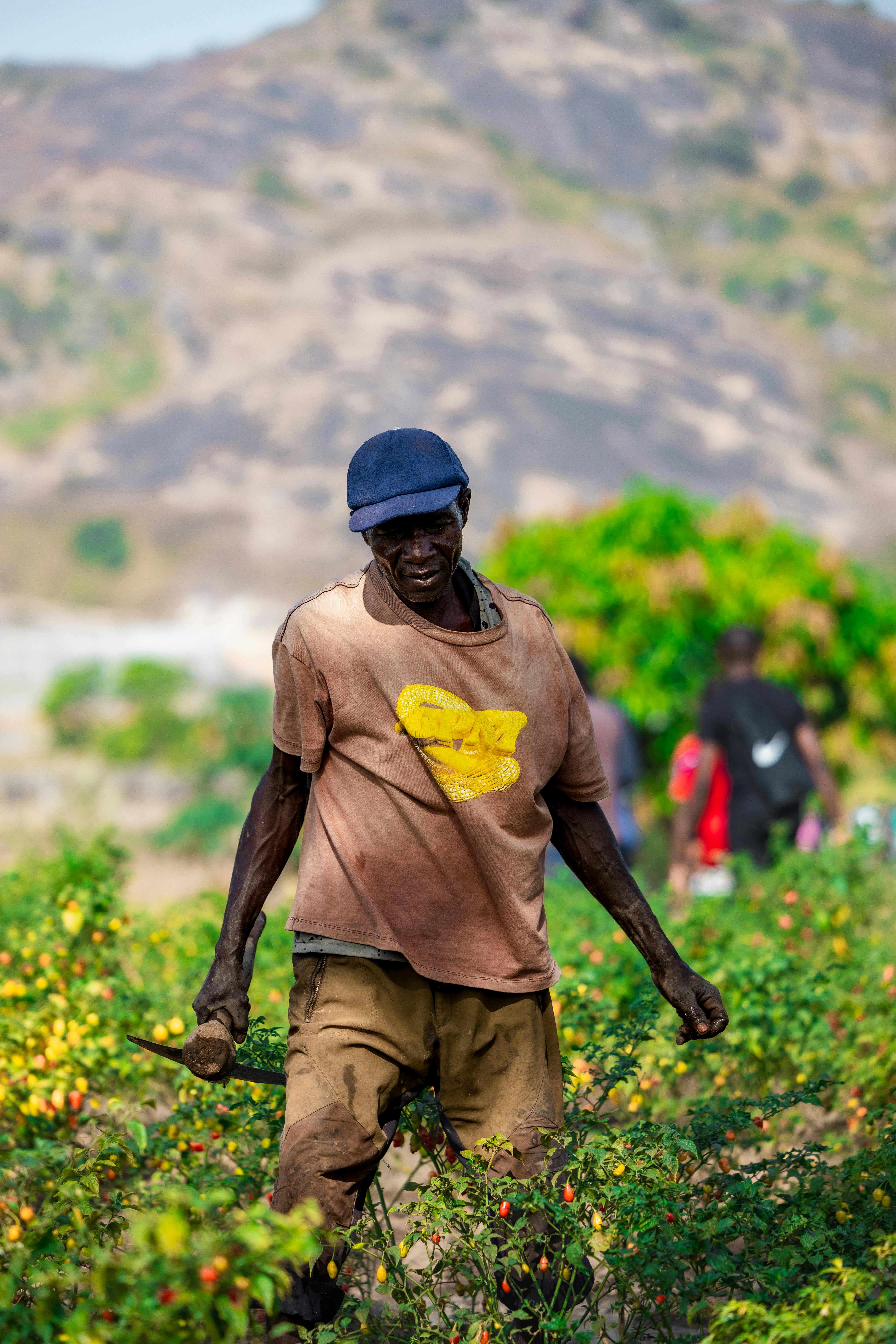 A hardworking farmer harvesting ripe peppers in the fields of Abuja, Nigeria.